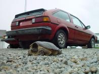 We were going to race the 82 8v and this turtle, but we might have had to spot the 8v too much road...